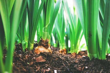 compost-dirt-green-growing